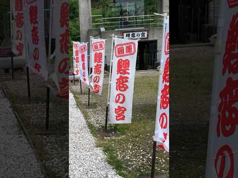 【砺波市】庄川水記念公園 鯉恋の宮(こいこいのみや) - YouTube動画サムネイル