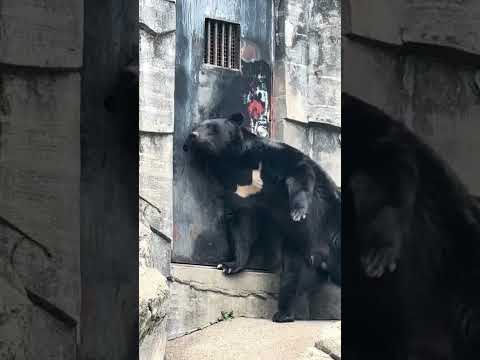 【富山市】毎年4月28日はファミリーパークの開園記念日！動物園内はゆったりとした時間が流れておりました - YouTube動画サムネイル