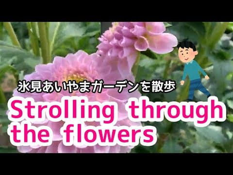 【氷見市】バラの見頃を外した時期に散歩【ダリアは見頃】｜氷見あいやまガーデン - YouTube動画サムネイル