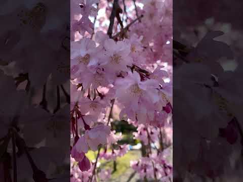 【富山市】朝6時、蚤の市の雰囲気と神聖な場所で咲く桜｜富山県護国神社 - YouTube動画サムネイル