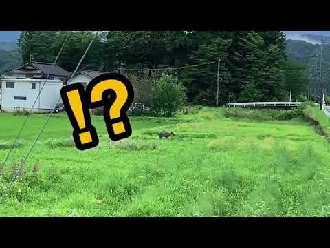 【立山町】ヘルジアン・ウッド周辺で特別天然記念物と遭遇！？自然観察の醍醐味を体験 - YouTube動画サムネイル