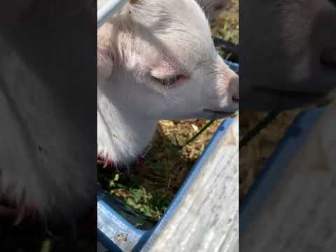 【婦中町】動植物が無料で楽しめる「田村農園たまご園」が楽しすぎた！ - YouTube動画サムネイル
