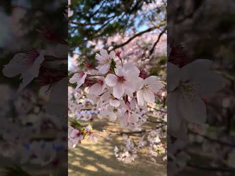 【高岡市】桜を見ながら早朝の高岡古城公園を散歩してきたよ - YouTube動画サムネイル