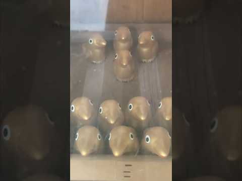 【富山市】３本の足を持つヤタガラスをふんだんに祀った奥田神社 - YouTube動画サムネイル