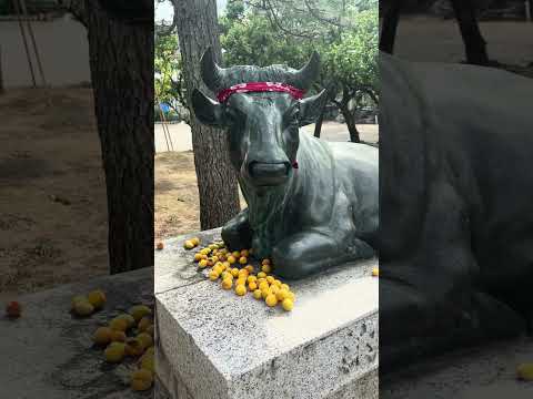 【富山市】富山の学問神社！於保多(おおた)神社で夏詣＆学業祈願 - YouTube動画サムネイル