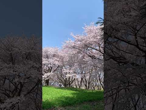 【射水市】太閤山ランドの桜吹雪が凄かった - YouTube動画サムネイル