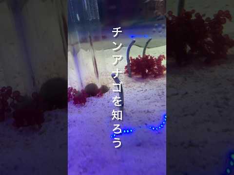 【滑川市】チンアナゴを知ろう｜ほたるいかミュージアム - YouTube動画サムネイル