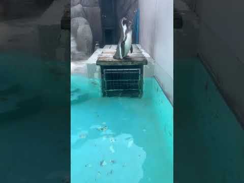 【魚津市】3羽のペンギンの日常｜魚津水族館 - YouTube動画サムネイル