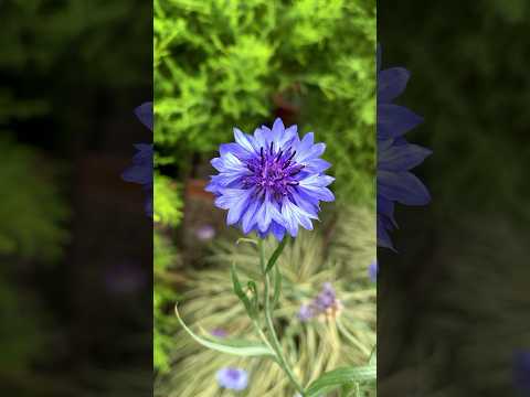 【南砺市】キク科植物に特化した南砺市園芸植物園・フローラルパークでお花を鑑賞 - YouTube動画サムネイル