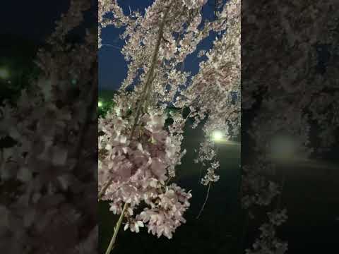 【富山市】一本桜🌸夜桜で見る芸術と自然の美｜富山県水墨美術館 - YouTube動画サムネイル