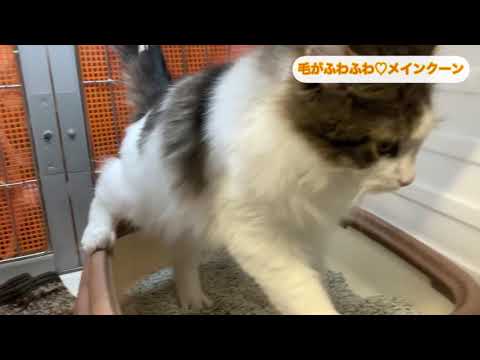 【富山市】猫かわいい🐱ふわふわメインクーン｜グリーンマーケット富山南店 - YouTube動画サムネイル