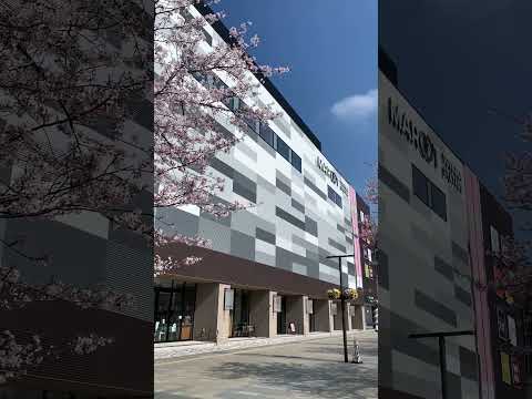 【富山市】気温19℃、晴れた空と桜とマルート - YouTube動画サムネイル