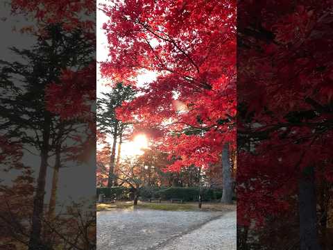 【富山市】姉倉比売神社(舟倉)の紅葉がすごい！ - YouTube動画サムネイル