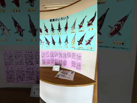 【福岡町】平成15年開園！地元民だけが知ってる？鯉だらけの不思議な公園「福岡町鯉の里公園」 - YouTube動画サムネイル