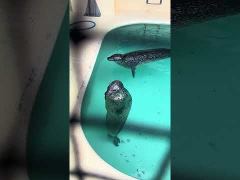 【魚津市】毎日暑いのでゴマフアザラシを見て涼しさを感じよう！魚津水族館の癒し体験 - YouTube動画サムネイル