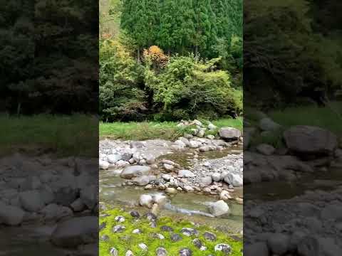 【魚津市】片貝山ノ守キャンプ場の紅葉具合はこんな感じ - YouTube動画サムネイル